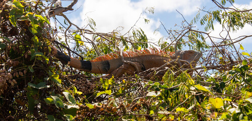 Iguane vert , Iguane commun, Iguana iguana