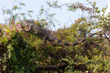 Iguane vert , Iguane commun, Iguana iguana