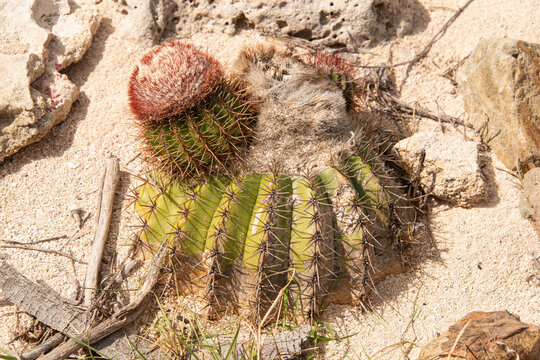 cactus tête à l'anglais, Melocactus intortus, Ilet Pinel, Réserve naturelle de Saint Martin, Ile de Saint Martin, Petites Antilles