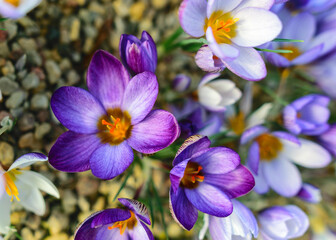blooming variegated flowers, colorful spring flowers, petal fragments on a blurred background, selective focus.