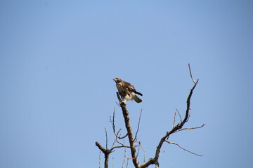 red tailed hawk in the tree, Pylypow wetlands, Edmonton, Alberta