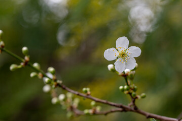 Spring Blooming - White Blossoms