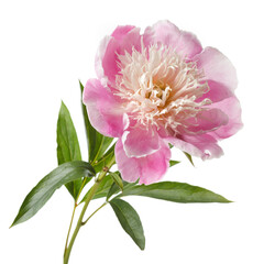 Delicate pink peony flower  isolated on a white background.