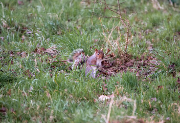 Fototapeta premium a grey squirrel (Sciurus carolinensis) searching out seeds and nuts, ground feeding
