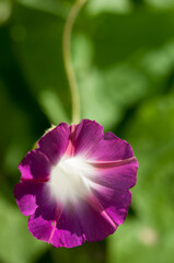 white/magenta Morning glory with blank space