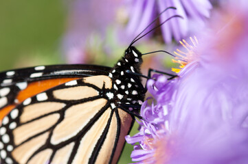 monarch butterfly on Symphyotrichum novi-belgii flower close up - blank spaces