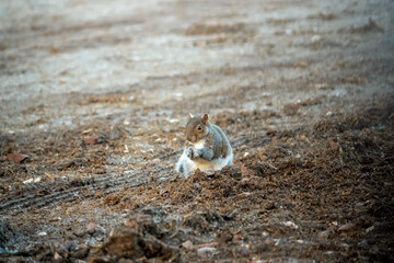 a grey squirrel (Sciurus carolinensis) searching out seeds and nuts, ground feeding