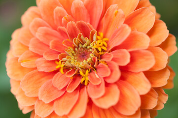 orange Zinnia blossom up close