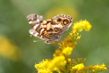 butterfly on goldenrod wildflowers