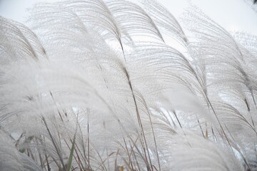 風になびかれて揺れる稲が美しい