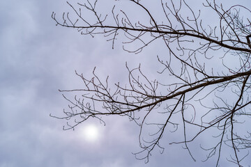 Sun covered by clouds between the bare branches of an oak tree.