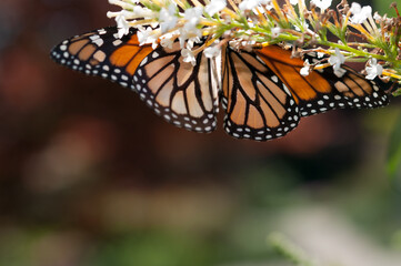 details of wings of two monarch butterflies with space