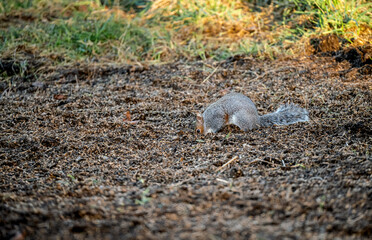 a grey squirrel (Sciurus carolinensis) searching out seeds and nuts, ground feeding