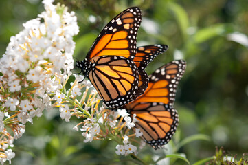 Obraz premium monarch butterflies on a Buddleja davidii flower