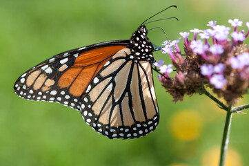 monarch butterfly on a flower