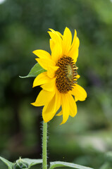 profile view of a Helianthus flower
