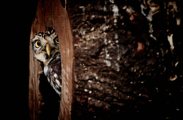 Little owl (Athene noctua) hides inside a hollow tree trunk and peeks out.