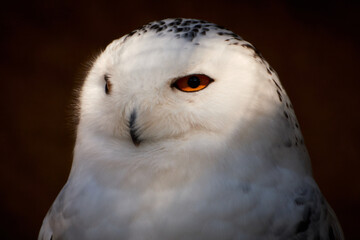 Obraz premium Close-up of a white female Snowy owl (Nyctea scandiaca) isolated on brown background