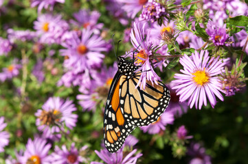 garden scene with monarch butterfly on Symphyotrichum novi-belgii flower close up