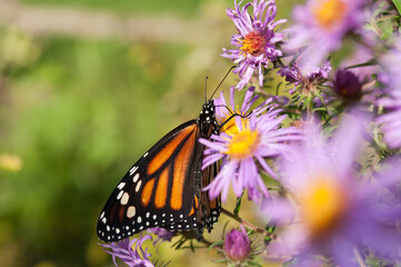 Fototapeta na wymiar monarch butterfly on Symphyotrichum novi-belgii flower close up (with blank space)