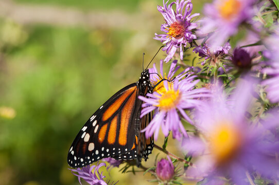 monarch butterfly on Symphyotrichum novi-belgii flower close up (with blank space)