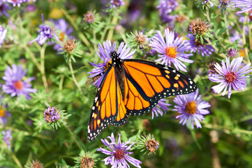 Danaus plexippus or Monarch butterfly on aster blossoms