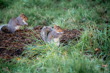 Naklejka na ściany i meble two grey squirrels (Sciurus carolinensis) searching out seeds and nuts, ground feeding