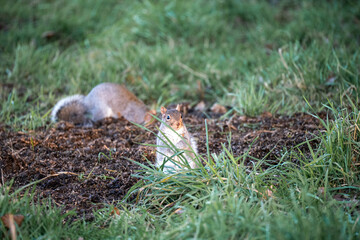 two grey squirrels (Sciurus carolinensis) searching out seeds and nuts, ground feeding