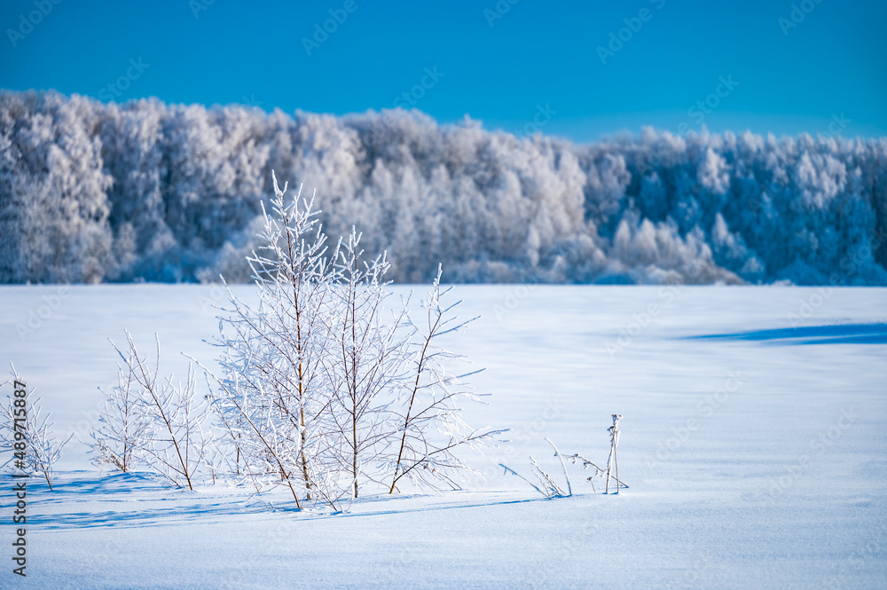 Poster landscape forest frosty in winter