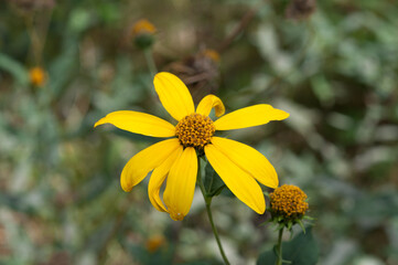 yellow wildflowers in the park