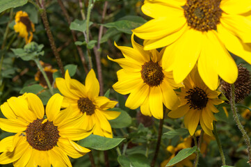 Obraz premium yellow wildflowers in the park