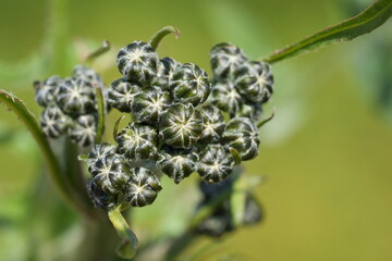 macro de bourgeons de chardon