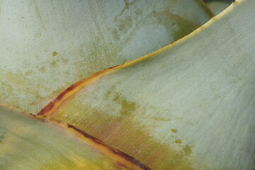 macro d'agave