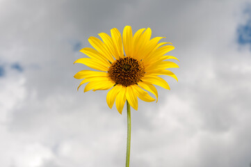 sunflower (Helianthus) isolated against a cloudy sun (while still lit by the sun)