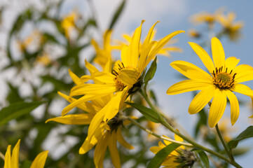 yellow wildflowers in the park