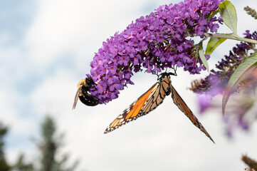 Danaus plexippus or Monarch butterfly and bumblebee