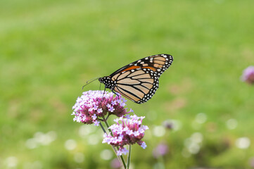 Danaus plexippus or Monarch butterfly on verbena with green space