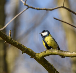 great tit (Parus major) bird on branch