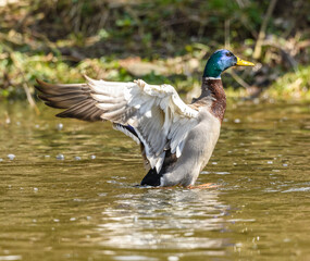 wild duck (anas platyrhynchos) male flapping his wings in water