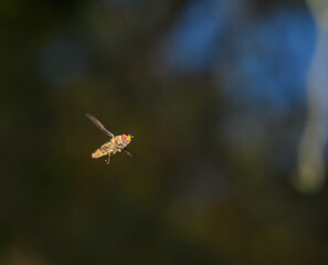 marmalade hoverfly, or flower or syrphid fly in flight (Syrphidae)