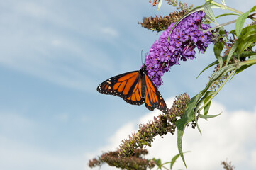 Danaus plexippus or Monarch butterfly on a blue sky