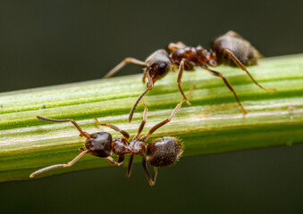 two ants on plant stem detail