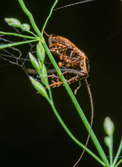 forest cockroach or lesser cockroach (Ectobius sylvestris) on grass