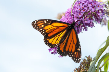 Danaus plexippus or Monarch butterfly set against a blue sky