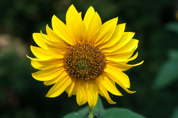Obraz premium sunflower on a dark background