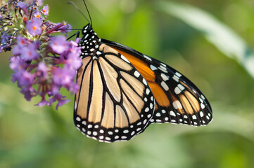 Naklejka premium Danaus plexippus or Monarch butterfly close up (on a Buddleja davidii blossom)