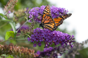 Fototapeta na wymiar Danaus plexippus or Monarch butterfly in the sunlight