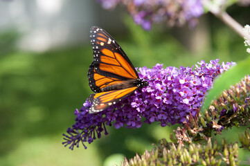 Danaus plexippus or Monarch butterfly on a Buddleja davidii flower