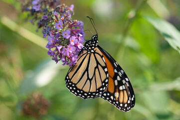 Danaus plexippus or Monarch butterfly clinging to the end of a Buddleja davidii blossom