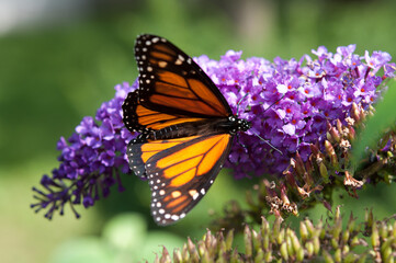 Danaus plexippus or Monarch butterfly on a Buddleja davidii blossom
